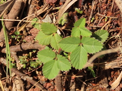 Fragaria cascadensis