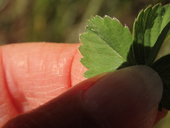 Fragaria cascadensis