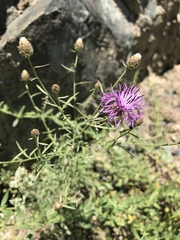 Centaurea vallesiaca