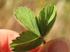 Fragaria cascadensis