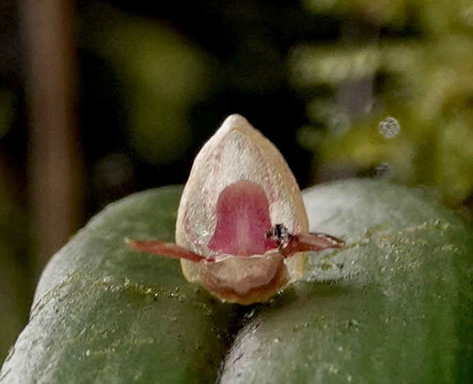 Pleurothallis ripleyi
