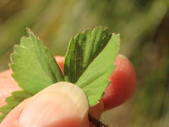 Fragaria cascadensis