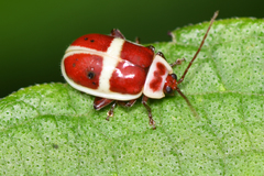 Asphaera discicollis