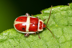 Asphaera discicollis