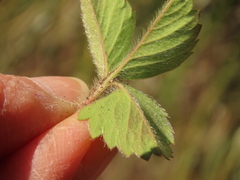 Fragaria cascadensis