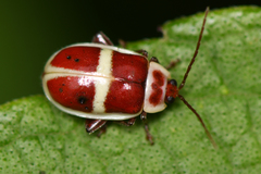 Asphaera discicollis