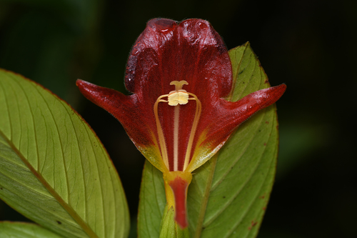 Columnea nicaraguensis, photograph 2