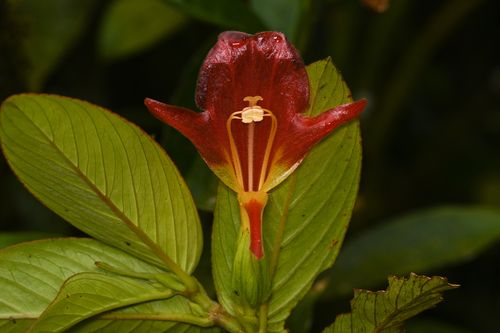 Columnea nicaraguensis, photograph 1