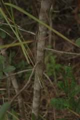 Schinus terebinthifolia terebinthifolia