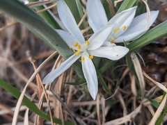 Leucocrinum montanum