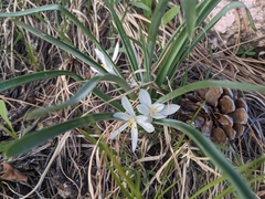 Leucocrinum montanum