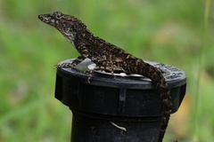 Anolis homolechis