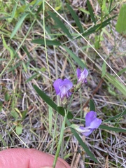 Lathyrus pauciflorus