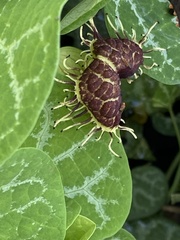 Aristolochia fimbriata