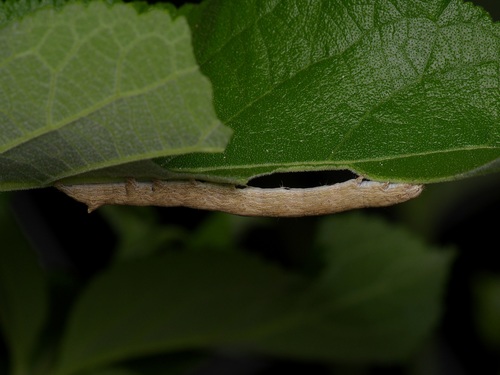 Lantana Stick Moth photo 3