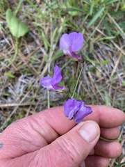 Lathyrus pauciflorus