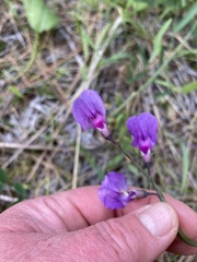 Lathyrus pauciflorus