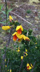 Cytisus scoparius