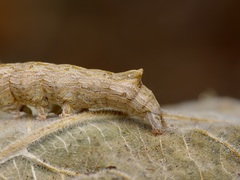 Neogalea sunia
