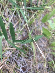 Lathyrus pauciflorus