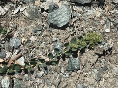 Telephium imperati