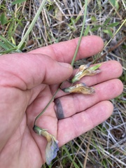 Lathyrus pauciflorus
