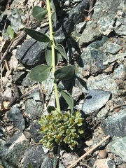 Telephium imperati