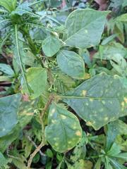 Solanum jamaicense