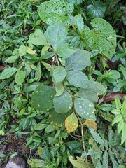 Solanum jamaicense