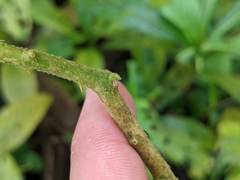 Solanum jamaicense