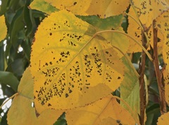 Populus fremontii fremontii