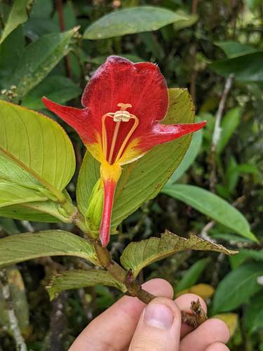 Columnea nicaraguensis, photograph 3