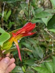 Columnea nicaraguensis
