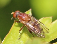 Brachyopa notata