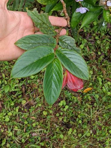 Columnea nicaraguensis, photograph 4