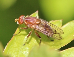 Brachyopa notata