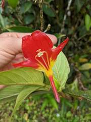 Columnea nicaraguensis