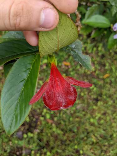 Columnea nicaraguensis, photograph 5