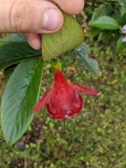 Columnea nicaraguensis