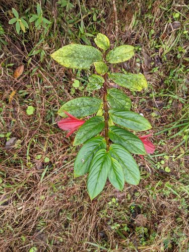Columnea nicaraguensis, photograph 6