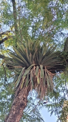 Vriesea gigantea