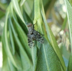 Platystoma