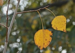Populus fremontii fremontii
