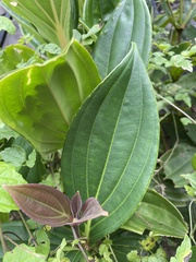 Medinilla multiflora