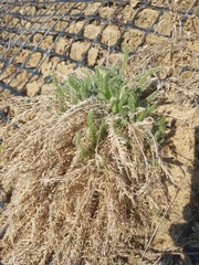 Oxytropis myriophylla