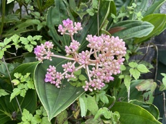 Medinilla multiflora