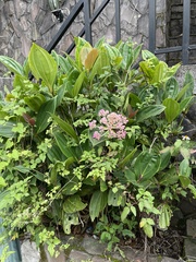 Medinilla multiflora