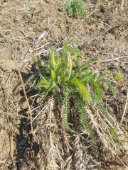 Oxytropis myriophylla