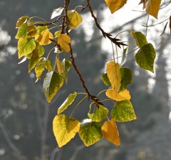 Populus fremontii fremontii