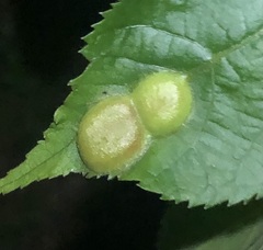 Phylloxera caryaescissa